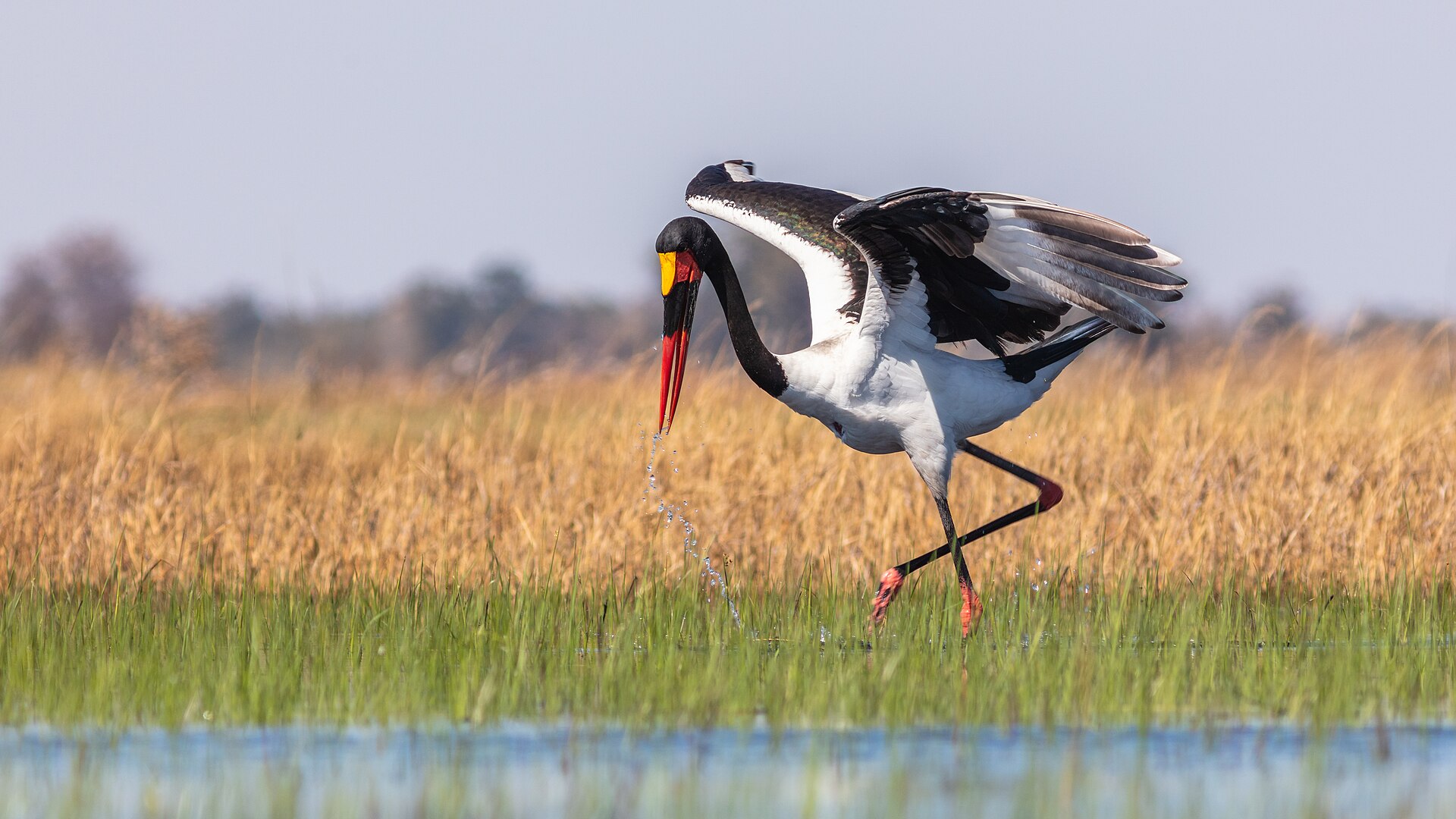 Botswana Wildlife Safari — 5 Days — Botswana