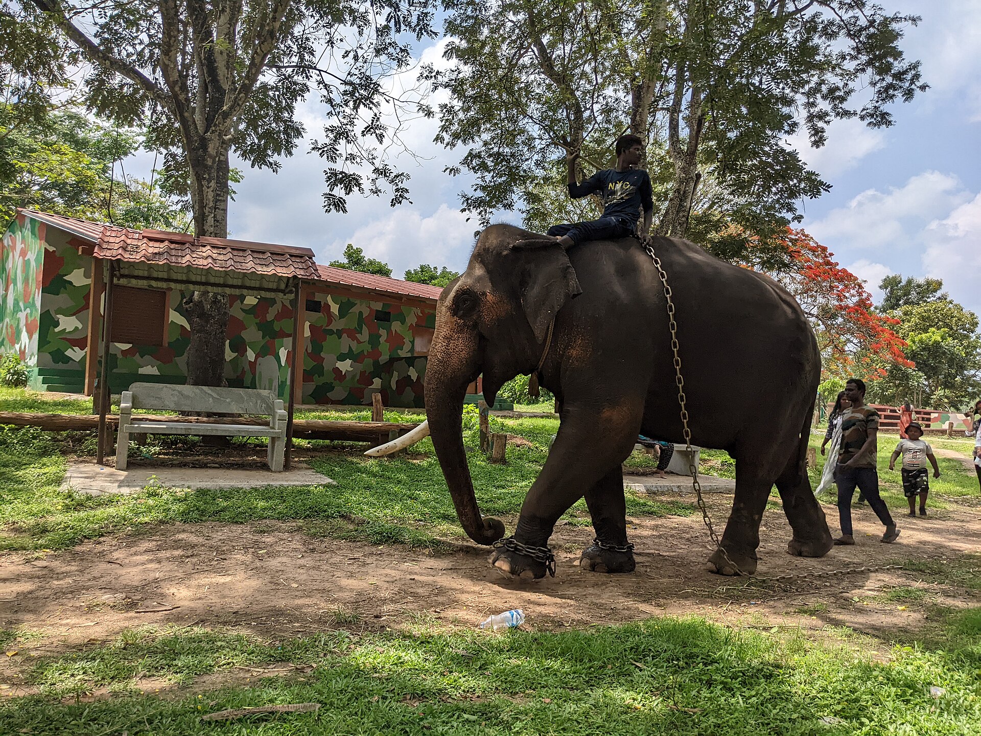 Dubare Elephant Camp — representative scenery