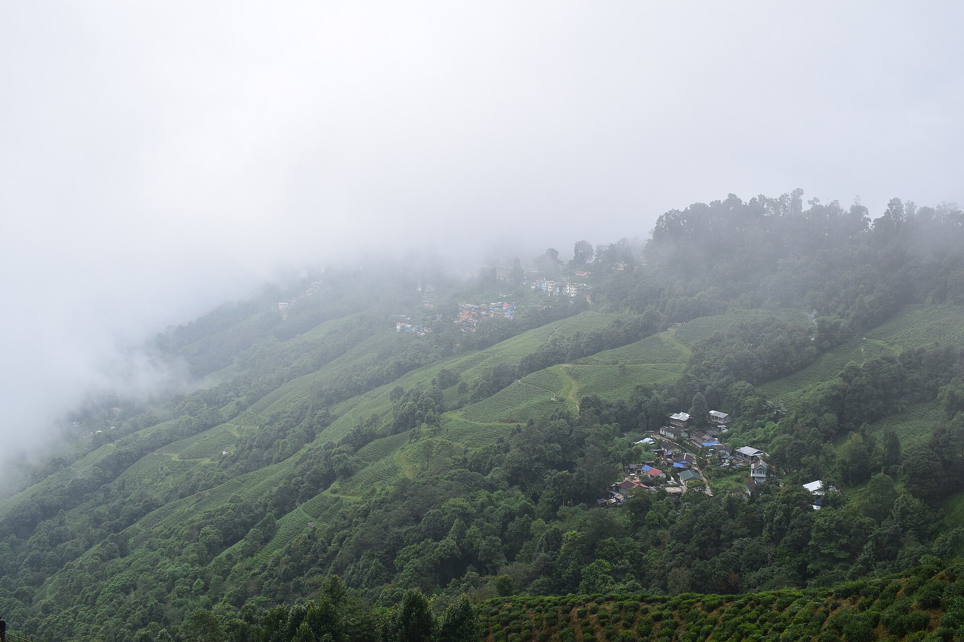 Happy Valley Tea Estate — representative scenery
