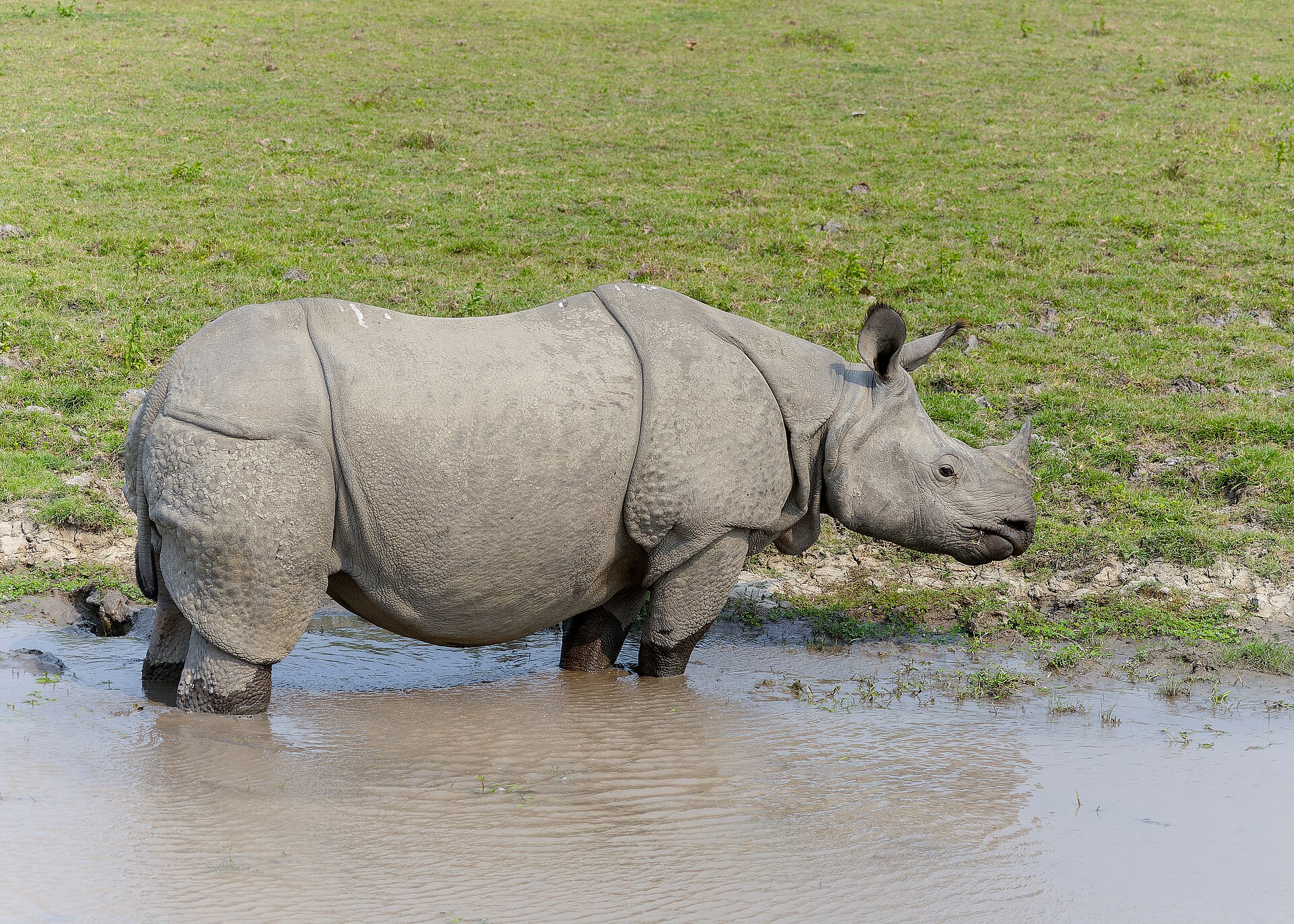 Kaziranga Wildlife Safari — 3 Days — Kaziranga