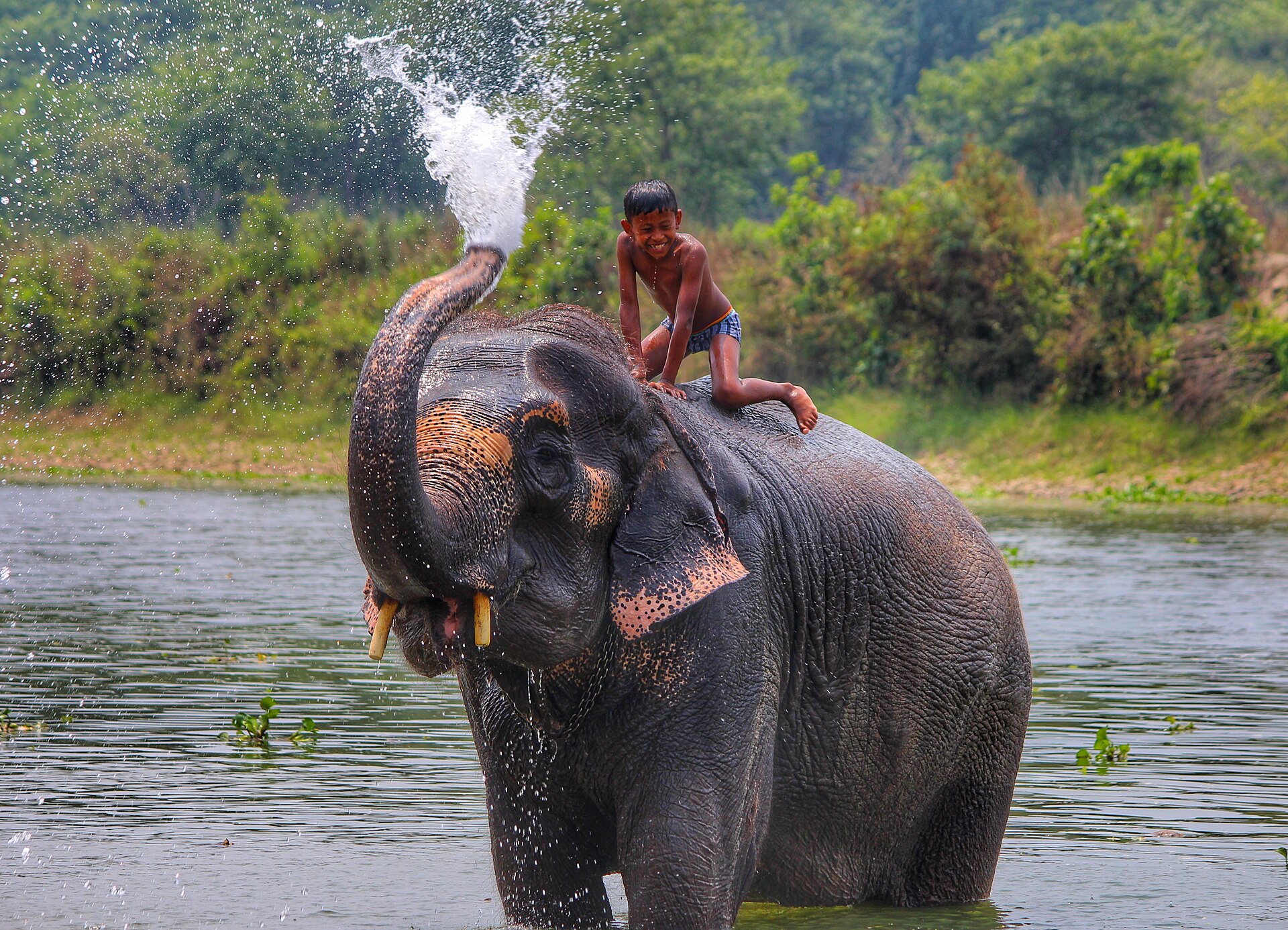 Chitwan Wildlife Safari — 4 Days — Chitwan