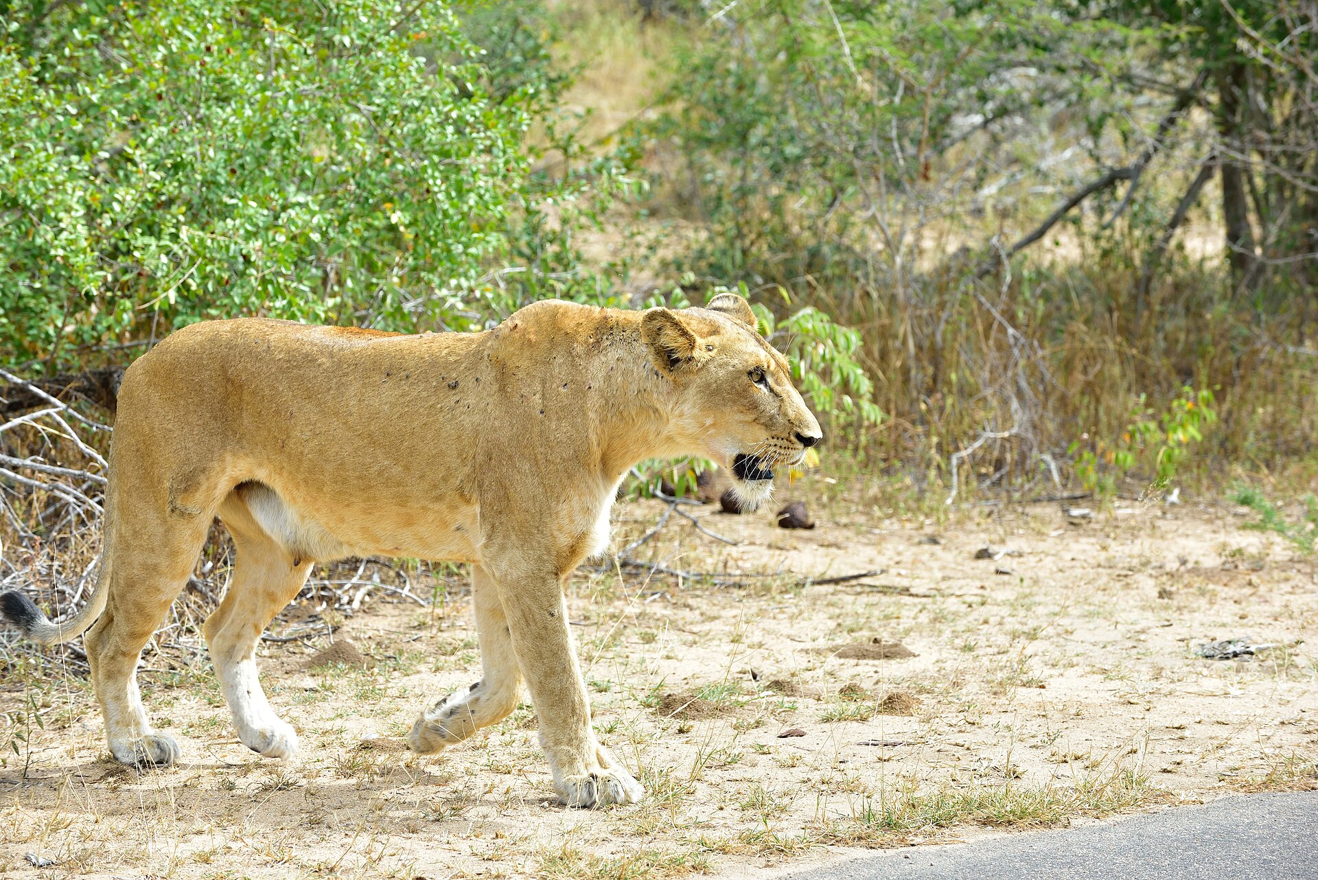 Kruger Wildlife Safari — 4 Days — Kruger