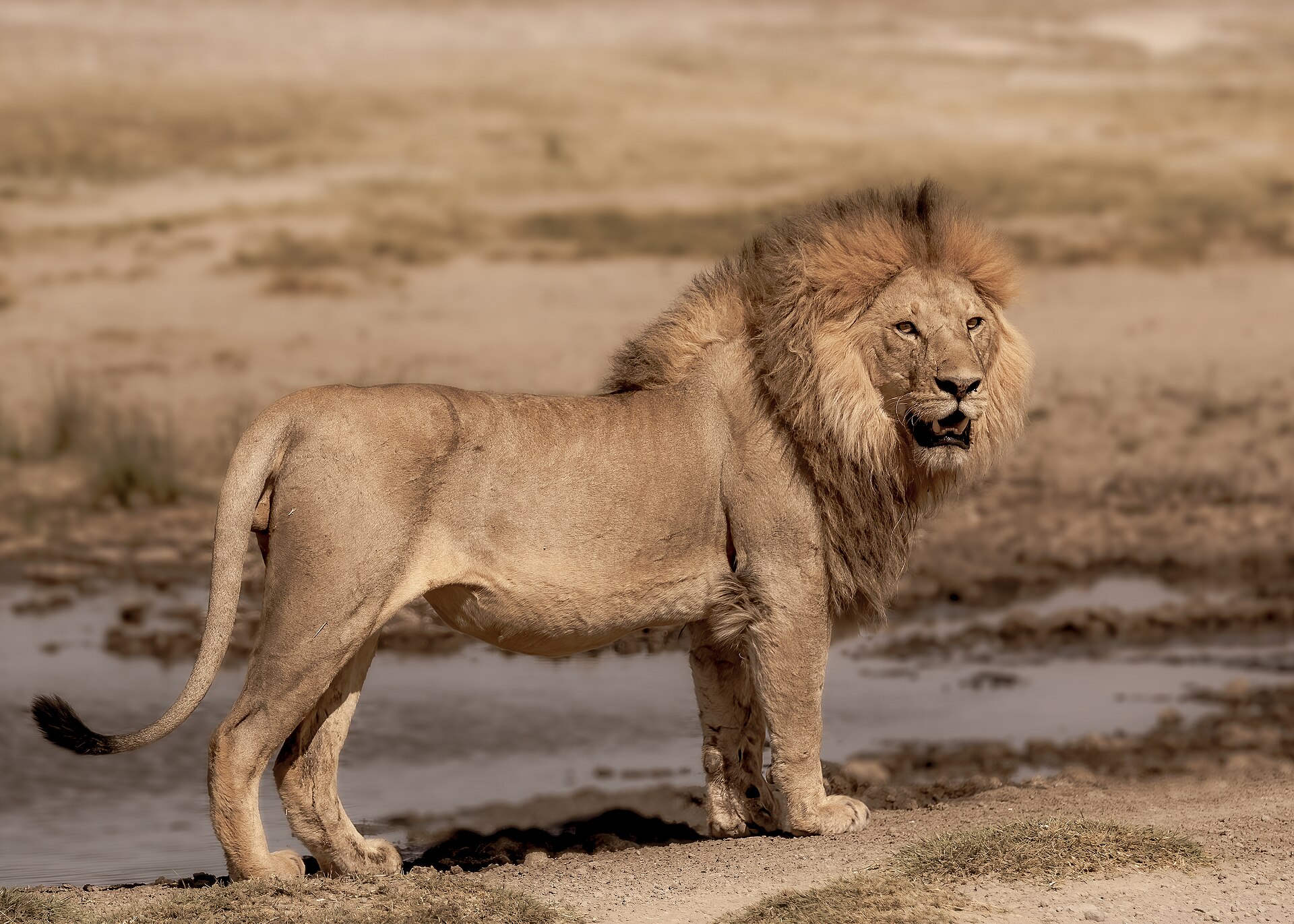 Serengeti Wildlife Safari — 12 Days — Serengeti
