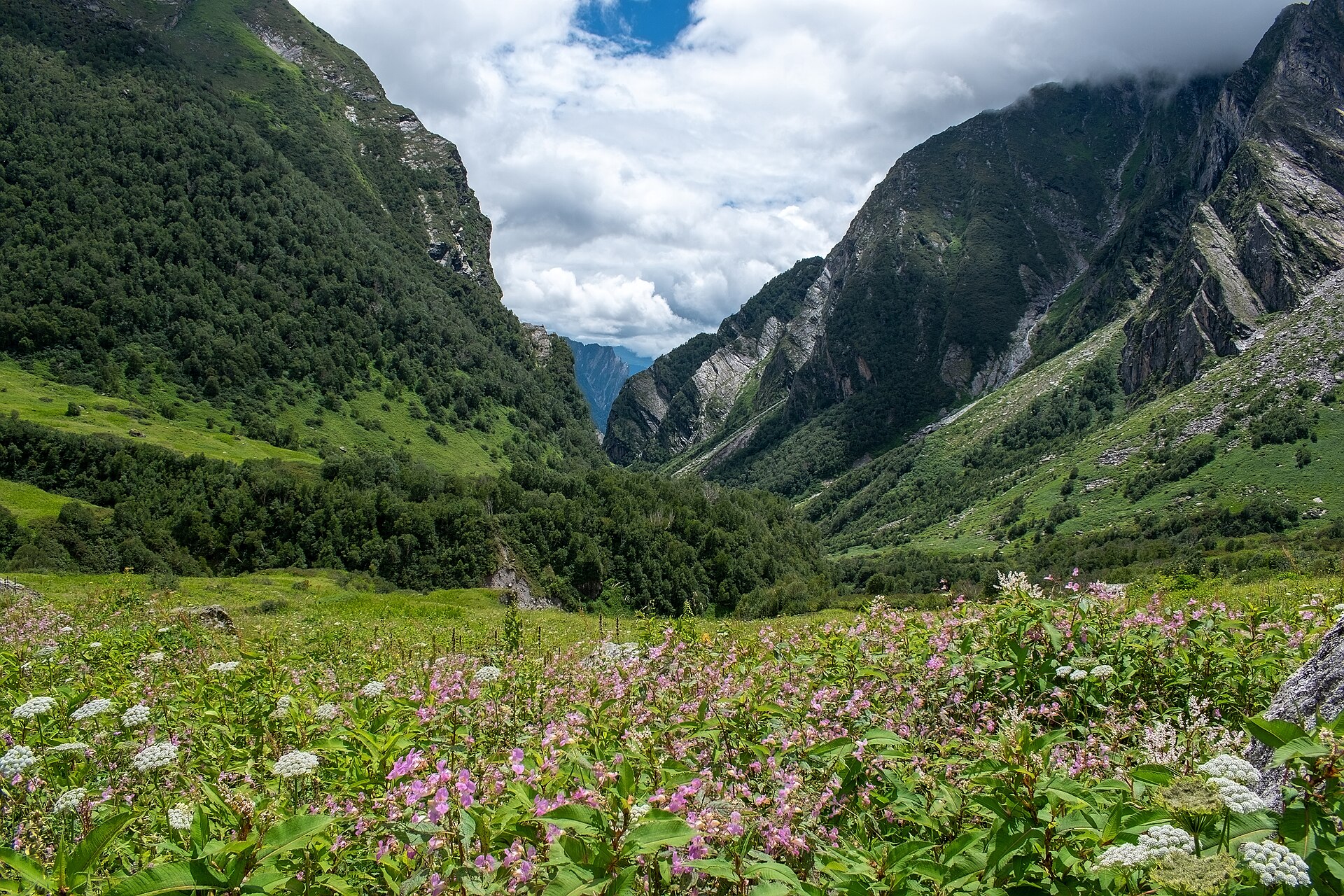 Valley of Flowers Wildlife Safari — 2 Days — Valley of Flowers